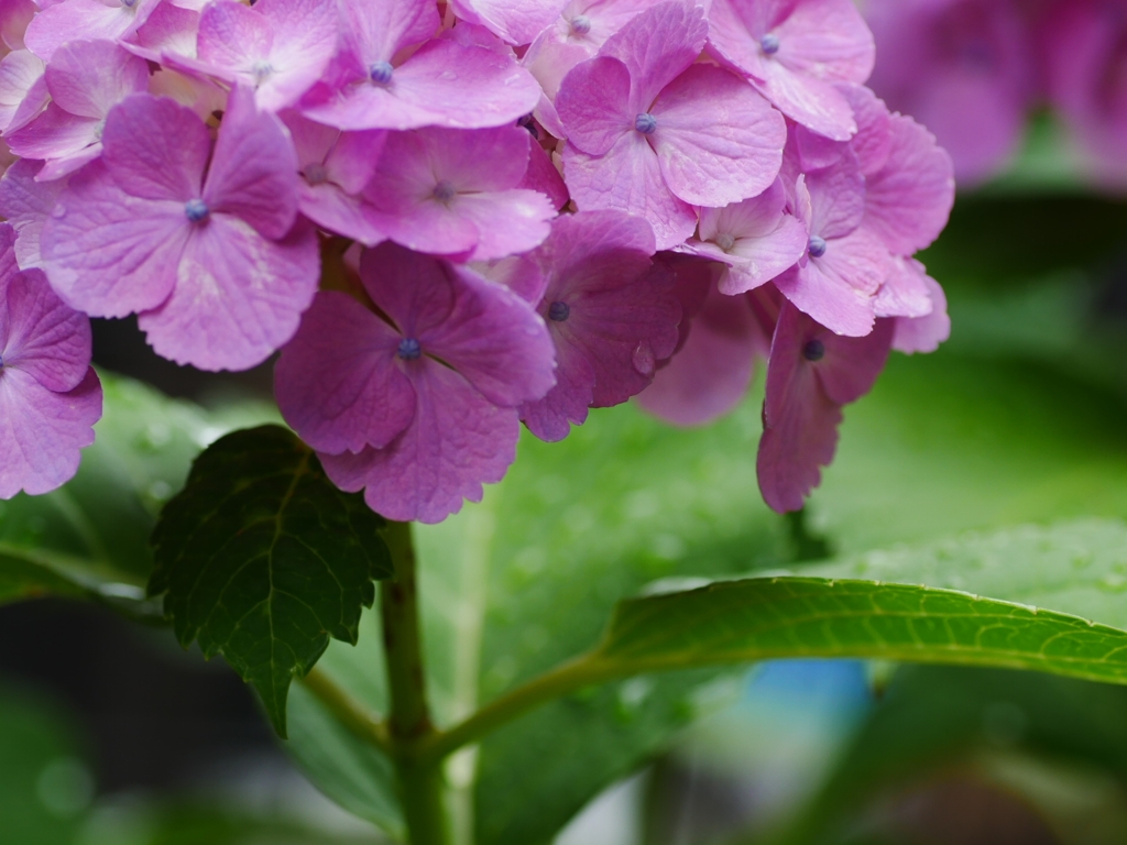 flower1020411