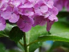 flower1020411
