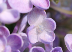 flower1020229