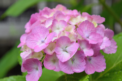 flower200007