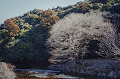 tree1448