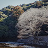 tree1448