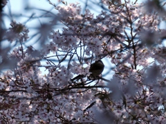flower1004175