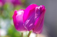 flower7045