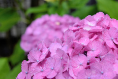 flower200005