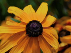 flower1020441