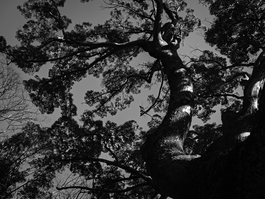 tree0266
