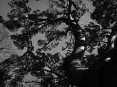 tree0266