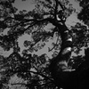 tree0266