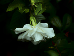 flower1020705