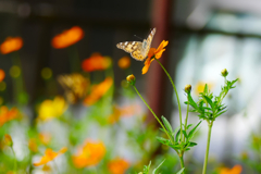 flower1030622