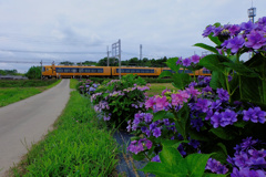 flower205559