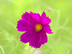 flower1030102