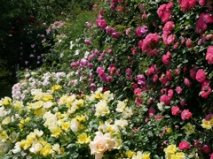flower1020202
