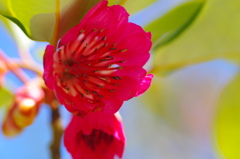 flower6966