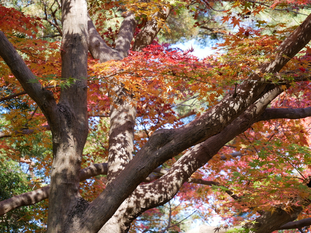 leaves1040983