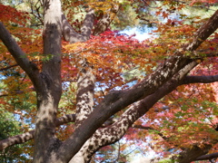 leaves1040983