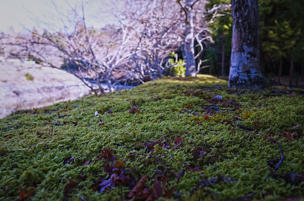 moss4441