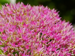 flower1040152