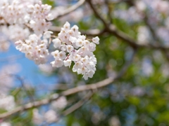 flower1000554