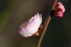 flower6444