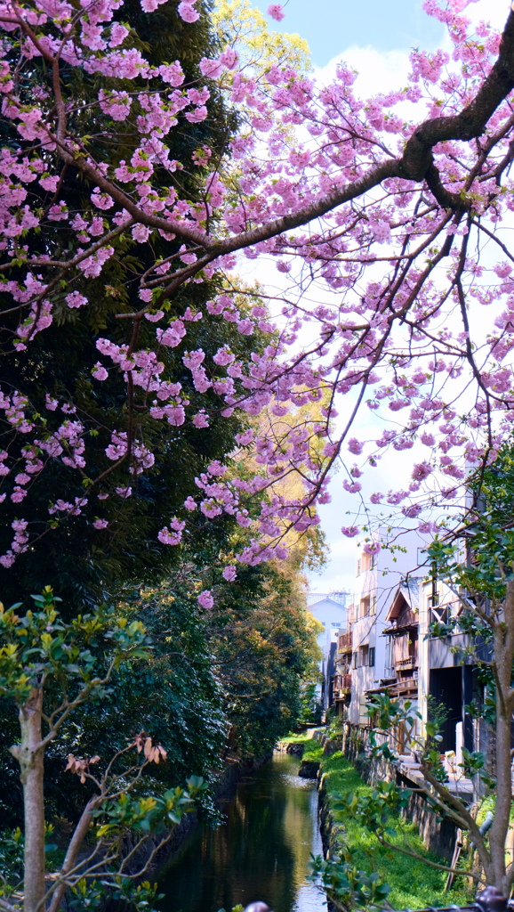 flower8873