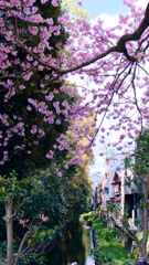 flower8873