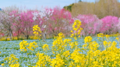 flower8932