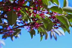 berry7980