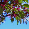 berry7980