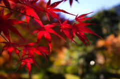leaves1532