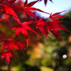 leaves1532