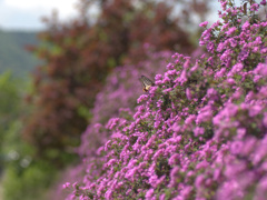 flower1010571