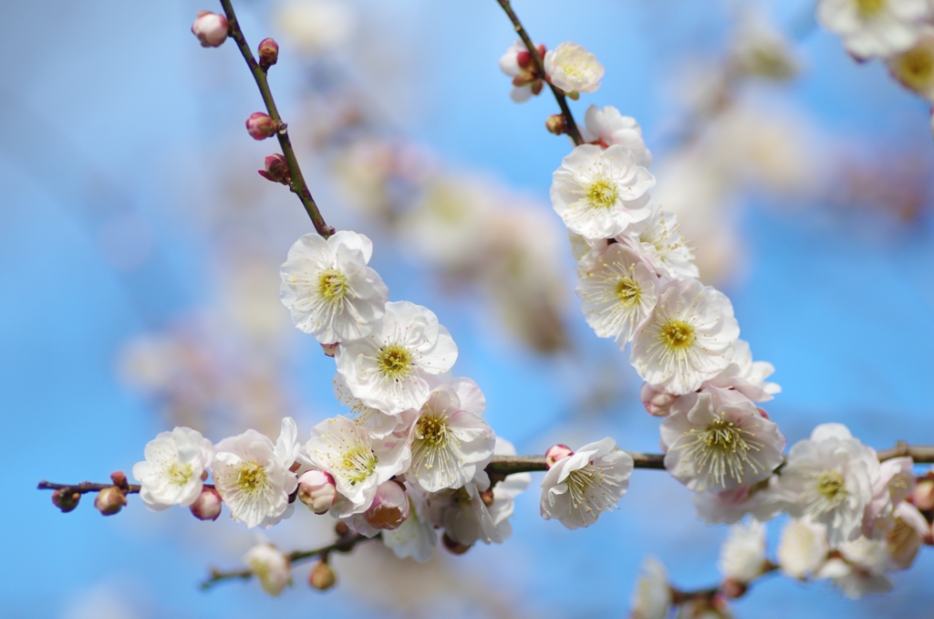 flower6373