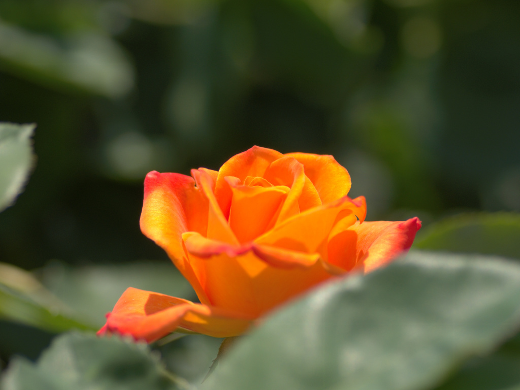 flower1020144