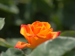 flower1020144