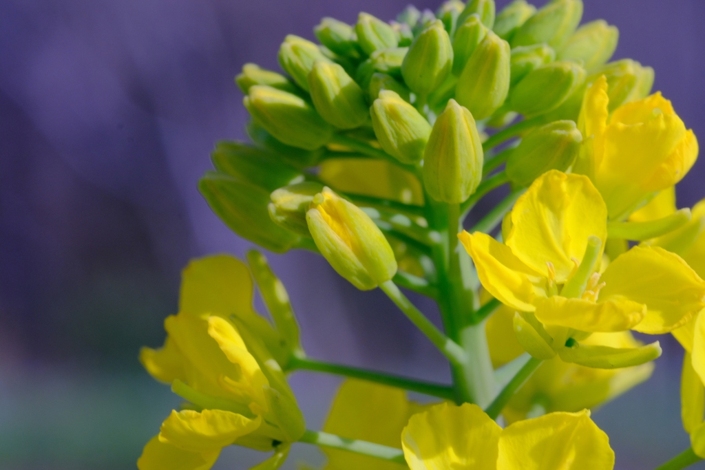 flower8613