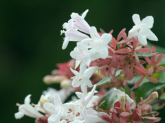 flower1030628