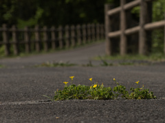 flower1010598