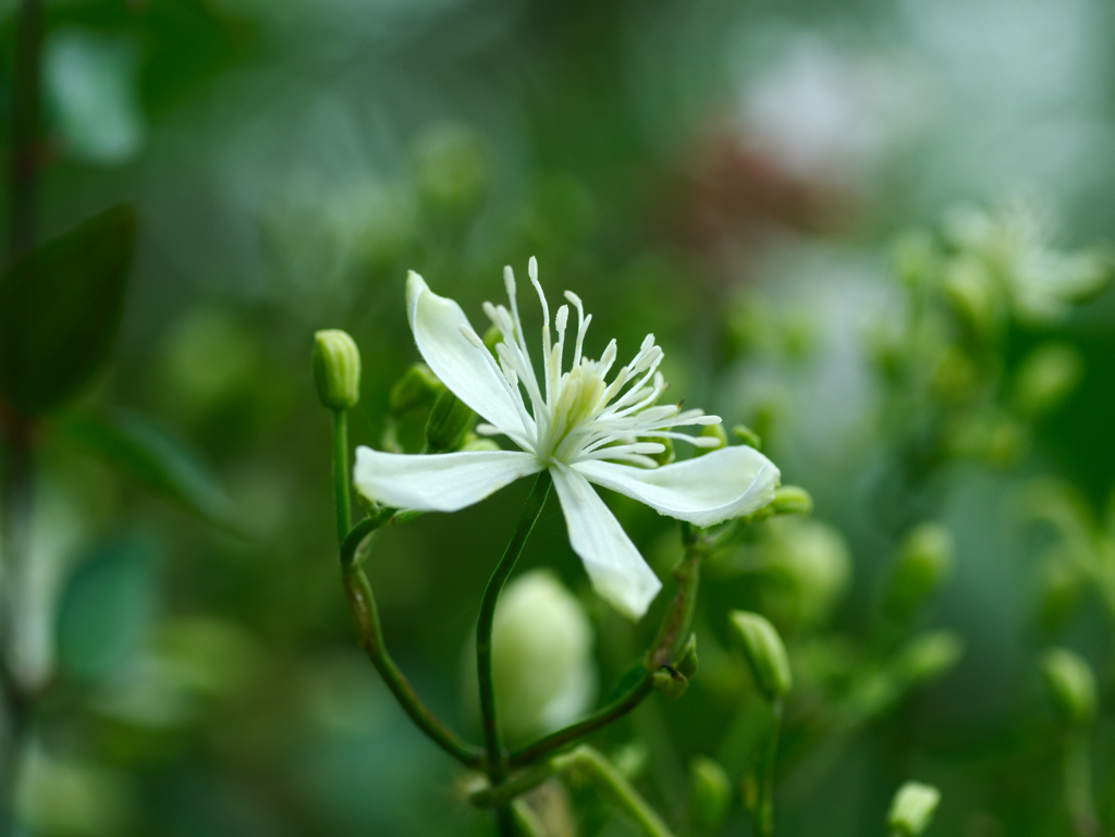 flower1030638