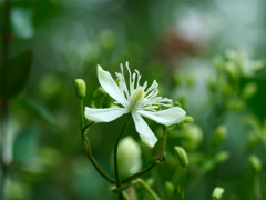 flower1030638