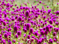 flower1040238