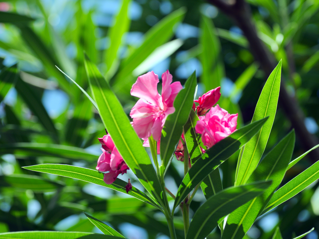 flower1030315