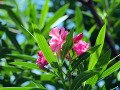 flower1030315