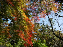 leaves1050015