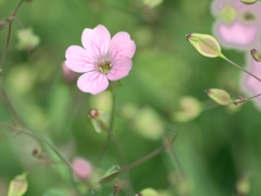 flower1010760