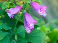 flower1030408