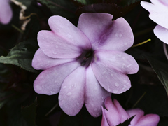 flower1020595
