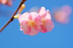 flower6495