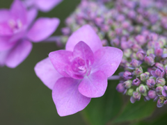 flower1020335